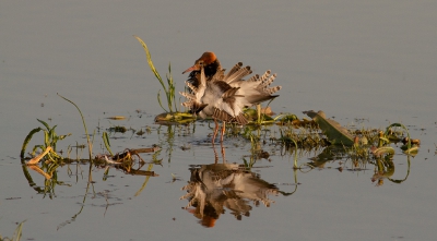 Een "punky" kemphaan vorig jaar gefotografeerd vanuit de kijkhut bij Ezumakeeg. Dit jaar helaas geen tijd gehad voor deze schitterende vogels.