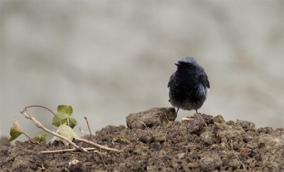 Deze zwarte roodstaart kwam ik tegen in de haven van Lauwersoog. Helaas werden er steeds honden uitgelaten en dat verstoorde de vogel nogal