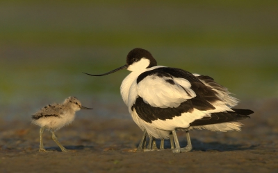 Heel vroeg in juni naar het hoge noorden afgereisd en ik kon deze klutenfamilie in het aller vroegste ochtendlicht vastleggen.
Leuk dat er nog wel 3 paar pootjes onder de moederkluut te zien zijn dus een mooie gezinsuitbreiding.