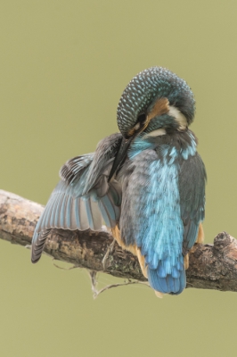 Vanuit kijk hut. Jonge ijsvogel zat op ongeveer 5 meter afstand.