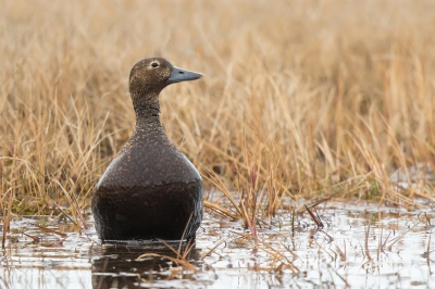 <i class='fa fa-user'></i>&nbsp;Peter Soer&nbsp;|   Stellers Eider&nbsp; <i class='fa fa-eye'>&nbsp;372</i> &nbsp; <i class='fa fa-comment-o'>&nbsp;0</i>