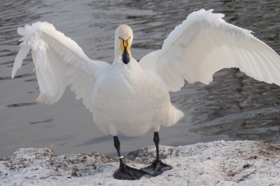 Natuurpark Lelystad