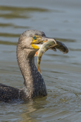 Vanuit de kijk hut gefotografeerd. De Aalscholver met baarsje kwam erg dichtbij waardoor de staart van de vogel uit beeld raakte. Crop gemaakt van de kop met prooi.