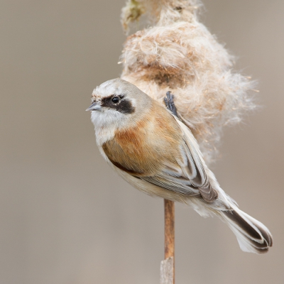 In de lente dit jaar hadden we een groep van deze vogeltjes te gast, mooi om zien hoe ze tussen het zaad van lisdodde hun voedsel zochten.