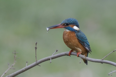 <i class='fa fa-user'></i>&nbsp;Rob Kuiper&nbsp;|   IJsvogel&nbsp; <i class='fa fa-eye'>&nbsp;462</i> &nbsp; <i class='fa fa-comment-o'>&nbsp;5</i>
