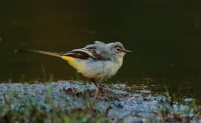 Wachtend in de mobiele hut op een reiger, kwam daar opeens een grote gele kwikstaart aangetrippeld.