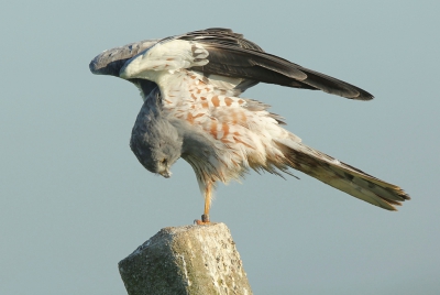 Het was een feest deze coperatieve grauwe kiek te ontmoeten. Hij was bezig met rek- en strekoefeningen en onthulde zelfs wat hij draagt onder zijn grijze jas.