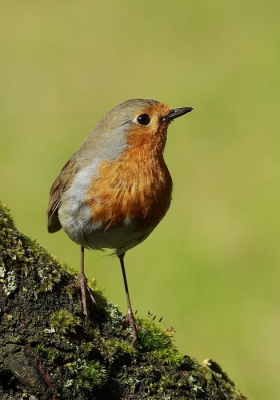 In de tuin genomen,bleef mooi op de tak zitten.Is altijd leuk om in je eigen tuin te kunnen fotograferen.