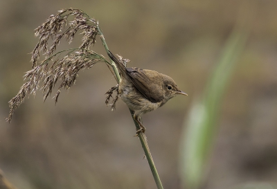 Turend in de verte vanuit een vogelkijkhut aan de Frieslandzijde van het Lauwersmeer streek de jonge rietzanger plots voor mijn neus neer en klampte zicht vast aan (hoe kan het ook anders) een rietstengel.