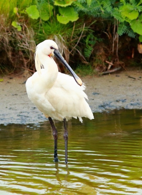 Eerste maal dat ik in Texel kwam,bij het ochtendlicht zag ik deze lepelaar ,een belefenis om deze majestueuze vogel van dichtbij te bezig te zien.