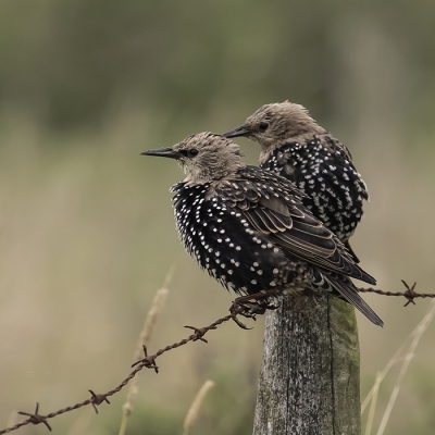 Zich losmakend van een zwerm onrustige soortgenoten kwamen deze twee spreeuwen even op adem op een paaltje langs de Ganze Polder.
Vanuit de auto n de hand gefotografeerd.