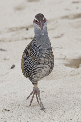 Deze geelbandral liep over het strand van Magnetic Island en was nieuwsgierig.