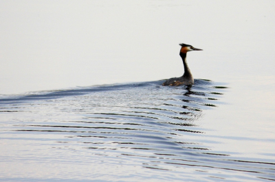 Fuut zwemmend in het water. Foto is genomen vanuit de vogelhut op de Groote Peel.