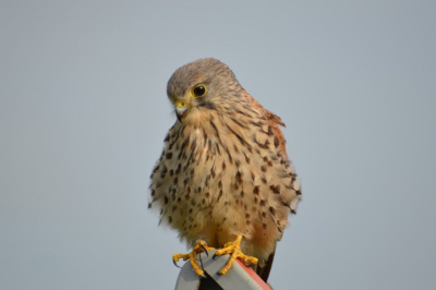 Tijdens een fietstocht over de wormerringdijk zag ik deze prachtige vogel bovenop een verkeersbord zitten. Met mijn Tamron 70-300 mm kon ik aardig dichtbij komen.