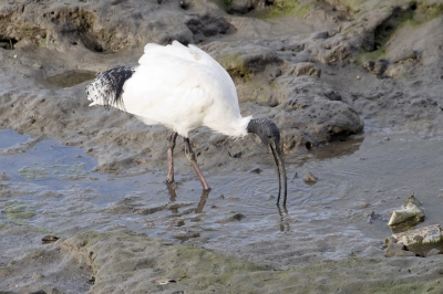 De Australische Witte Ibis is wijdverspreid in Queensland Australi, alleen hier op Birdpix staan er maar een paar. Deze Ibis liep op de drooggevallen kust van Cairns zijn kostje bij elkaar te scharrelen.