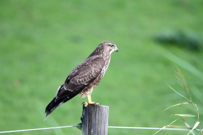 Eindelijk een buizerd die niet al op honderd meter afstand wegvloog, maar even rustig bleef poseren voor de foto. Genomen vanuit de auto met deurstijl als statief.