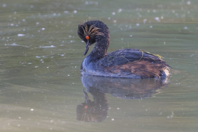 Deze Geoorde fuut zwom tussen de vele eenden in de Lepelaarsplassen.