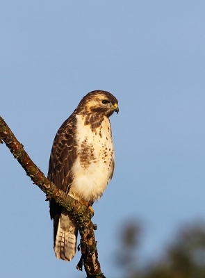 Vanochtend met hard licht zat deze buizerd op een behoorlijke afstand ( 100m. ) te genieten van de zon en z,n uitstekende uitvalbasis. Genomen vanuit de auto. Graag jullie commentaar.