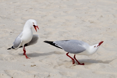 Deze 2 Roodsnavelmeeuwen bleven op zo'n 2 tot 4 meter rondom ons lopen en stoer doen ! (vlgs mij waren ze aan het bedelen)