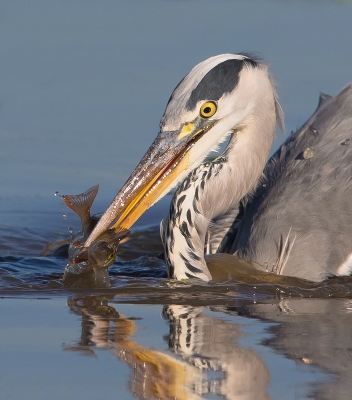 <i class='fa fa-user'></i>&nbsp;Edward van Altena&nbsp;|   Blauwe Reiger&nbsp; <i class='fa fa-eye'>&nbsp;603</i> &nbsp;<i class='fa fa-thumbs-up'>&nbsp;12</i> &nbsp; <i class='fa fa-comment-o'>&nbsp;9</i>