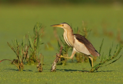 The aquatic plant common duckweed  ( Lemna minor)  makes excellent setting  and background for  Little Bittern photos .