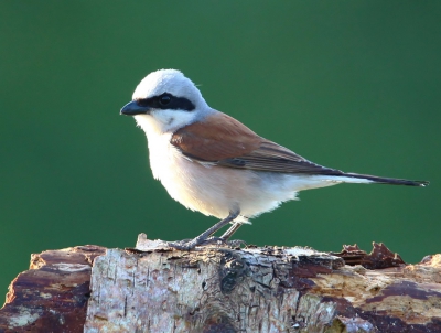 Grauwe klauwier op boomstronk die mooi kleurt bij de vogel. Heb op advies meer vogel op de foto gelaten en minder lucht.