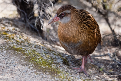 <i class='fa fa-user'></i>&nbsp;Niels Geelen&nbsp;|   Weka&nbsp; <i class='fa fa-eye'>&nbsp;293</i> &nbsp; <i class='fa fa-comment-o'>&nbsp;4</i>