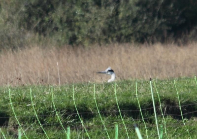 Ik weet dat het een lastige is, de vogel zat achter een dijkje, kon er ook niet dichterbij komen. Ben in verwarring door de blauwe snavel en de witte nek.