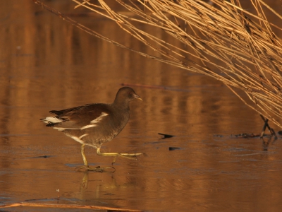 Vanmorgen kwam deze Waterhoen aanglijden in de ochtendzon.

300mm + 1,4x 1/250 F8 iso200 -2/3 vanaf rijstzak