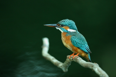 Was deze ijsvogel helemaal vergeten. Nog van afgelopen zomer.