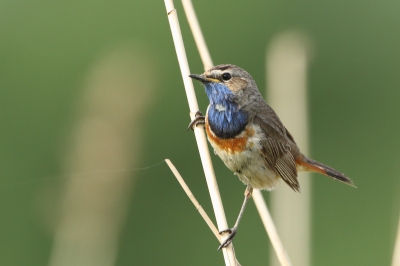 Deze blauwborst kwam regelmatig kijken.  op het juiste moment afgedrukt.