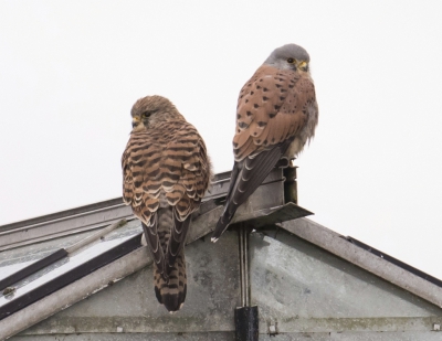 Deze valkjes zaten samen op een kas en keken nieuwsgierig achterom.