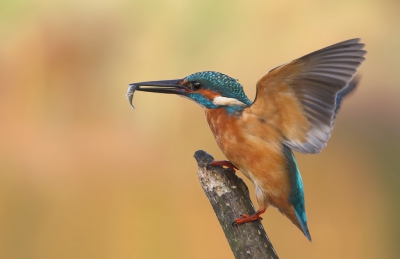 <i class='fa fa-user'></i>&nbsp;thijsglastra&nbsp;|   IJsvogel&nbsp; <i class='fa fa-eye'>&nbsp;669</i> &nbsp;<i class='fa fa-thumbs-up'>&nbsp;9</i> &nbsp; <i class='fa fa-comment-o'>&nbsp;21</i>