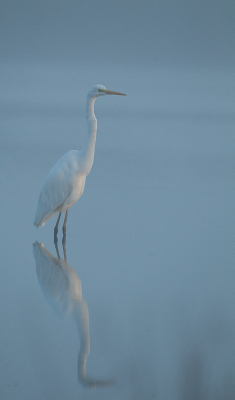 Net aangekomen bij mijn schuilhut, het was behoorlijk mistig op een gegeven moment klaarde het zeer rap op (binnen een minuut) Het moment dat de zon de mist wegdrong, werd het blauwachtig met dit als resultaat.