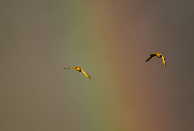 Onderweg naar mijn waterhut, kwam er net een dikke bui aan, (droog gehouden) dit bracht een mooie regenboog met zich mee