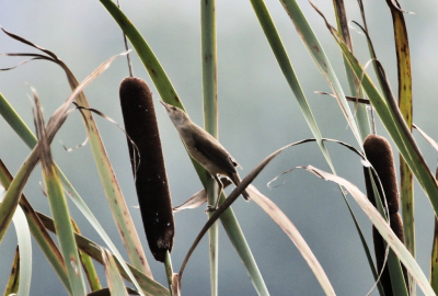 Ben erg benieuwd welke vogel dit is en zou het erg fijn vinden wanneer iemand dit zou kunnen aangeven.