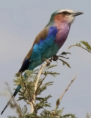 Als beginnend vogelfotograaf  is dit toch wel een prachtvogel, vooral ook omdat ze zich tamelijk gemakkelijk laten fotograferen. Echt een favoriet van mij, vooral ook vanwege die fantastische kleuren.