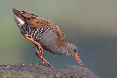 Iedere keer ik waterrallen fotografeer sta ik versteld hoe een lange tenen ze wel hebben, nuttig om hen gewicht te verdelen in het moeras zeker ?