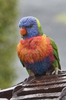 Deze Lori zat na een enorme regenbui op een kunstwerk bij de camping bij het stuwmeer Lake Maraboon dicht bij Emerald QLD