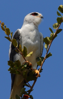 Een van mijn favoriete roofvogels .....
Een elegante valk met van die uitzonderlijk mooi gekleurde ogen.