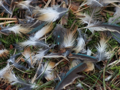 <i class='fa fa-user'></i> corvanspijk | IJsvogel  <i class='fa fa-eye'> 402</i>   <i class='fa fa-comment-o'> 1</i>