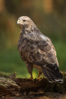 Uit het niets plofte deze buizerd een vijftiental meter voor me neer. Na een tiental minuutjes rustig afwachten ging hij precies op dat ene plaatsje zitten wat ik in gedachten had. Het licht werkte mee en viel net op z'n kop. Ik blij! :-)