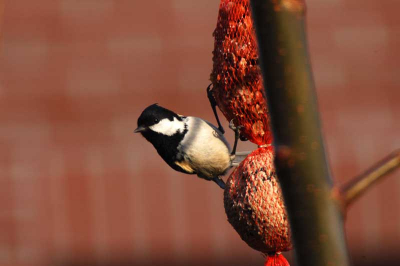Beste mensen,
Deze foto is  bij mij thuis in de tuin genomen.
De mees zat er al enkele dagen, na veel pogingen toch een redelijke foto.
Het is een van de eerste foto's met mijn nieuwe Nikon D50.
Mijn lens is een 500mm f7.2.
De foto is genomen bij een iso 200, 1/160 sec, F10.
Ik ben dus nog niet lang bezig met mijn fototoestel, ik kan dus zeker alle comentaar gebruiken.
Alvast bedankt,
Sam