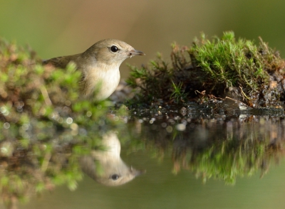 Als je vanuit een schuilhut fotografeert hoop je natuurlijk op soorten die je normaalgesproken bijna nooit ziet. Na uren wachten kwam deze tuinfluiter even langs. Pffff....