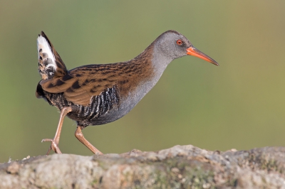 Net als mijn vorige upload genomen vanuit de drijvende schuilhut wanneer deze waterral een slijkrand overstak.