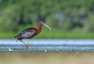 <i class='fa fa-user'></i>&nbsp;LeerdammerKees&nbsp;|   Zwarte Ibis&nbsp; <i class='fa fa-eye'>&nbsp;435</i> &nbsp;<i class='fa fa-thumbs-up'>&nbsp;8</i> &nbsp; <i class='fa fa-comment-o'>&nbsp;13</i>