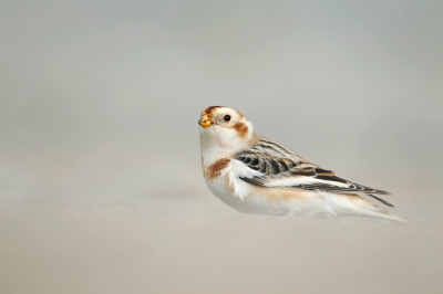 Ook een sneeuwgorsje van mijn hand. Op het moment dat de vogel in een kleine verlaging ging zitten werden zowel de voorgrond als achtergrond onscherp.