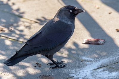 Op Schiermonnikoog zijn niet alleen de mussen heel brutaal, maar de kauwtjes ook. Dit kauwtje zat eerst om mijn koekje te bedelen, maar toen ik mijn koekje had opgegeten, pikte hij razendsnel het suikerzakje van het schoteltje, scheurde het (plastic!) zakje open en strooide de inhoud eruit om het daarna op te eten.