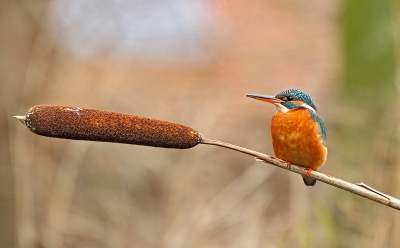 Deze ijsvogel kwam zitten op een lisdodde in de buurt, deze gebruikte zij als visplek.
