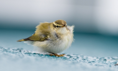 Varend over de Noordzee zijn er regelmatig zangvogels uit de koers op zoek naar een rustplaatsje.
Zo ook deze Bladkoning, die al een behoorlijke reis achter de rug had. p.s. foto staat recht de lijnen zijn veroorzaakt door dek ronding.